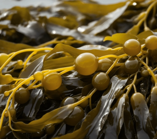 Kelp Extract for Vision Support OptiPlax